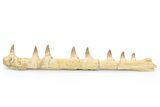 Mosasaur (Eremiasaurus?) Jaw with Eight Teeth - Morocco #260376-1